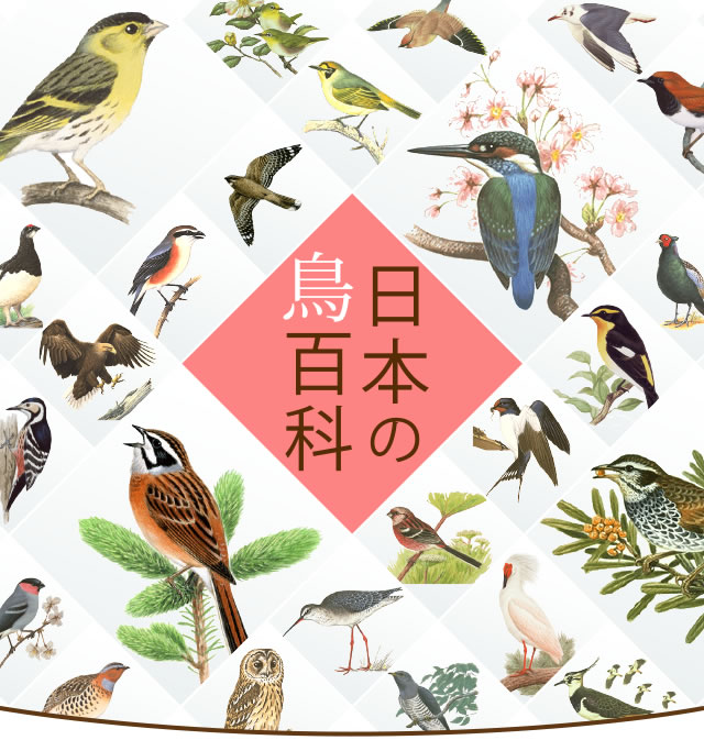 日本の鳥百科｜サントリーの愛鳥活動