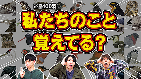 クイズノックのメンバーが100種の鳥を1時間で暗記し、対決！