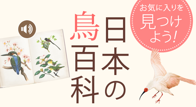 お気に入りを見つけよう！日本の鳥百科