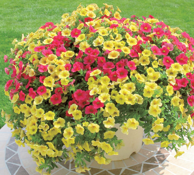 すぐ楽 寄せ楽 花とおしゃべり サントリーフラワーズ すぐ楽 寄せ楽 花とおしゃべり サントリーフラワーズ