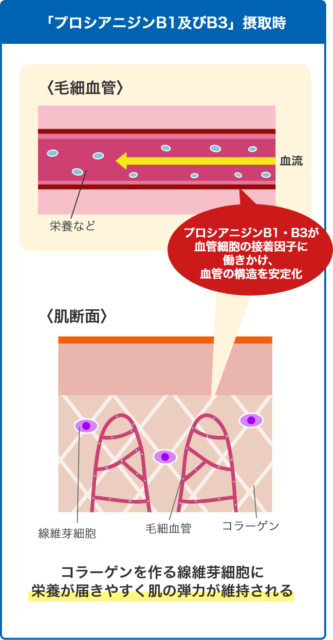 「プロシアニジンB1及びB3」摂取時