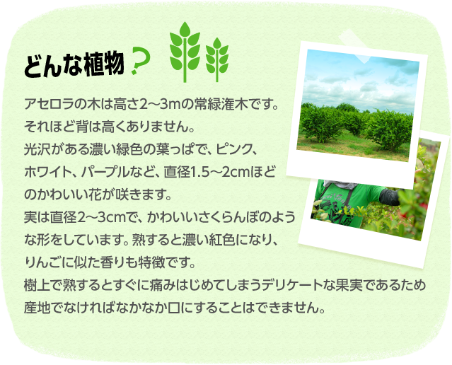 どんな植物？ アセロラの木は高さ2～3mの常緑潅木です。それほど背は高くありません。光沢がある濃い緑色の葉っぱで、ピンク、ホワイト、パープルなど直径1.5～2cmほどのかわいい花が咲きます。実は直径2～3cmで、かわいいさくらんぼのような形をしています。熟すると濃い紅色になり、りんごに似た香りも特徴です。樹上で熟するとすぐに痛みはじめてしまうデリケートな果実であるため産地でなければなかなか口にすることはできません。