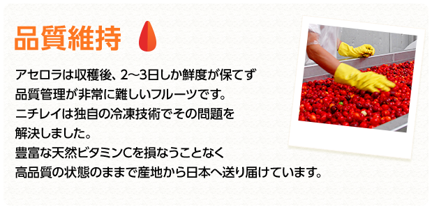 品質維持　アセロラは収穫後、2～3日しか鮮度が保てず品質管理が非常に難しいフルーツです。ニチレイは独自の冷凍技術でその問題を解決しました。豊富な天然ビタミンCを損なうことなく高品質の状態のままで産地から日本へ送り届けています。