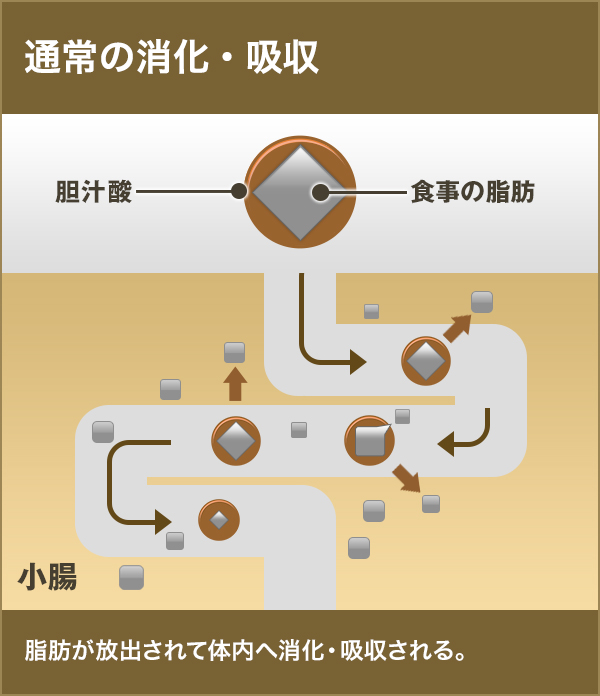 通常の消化・吸収